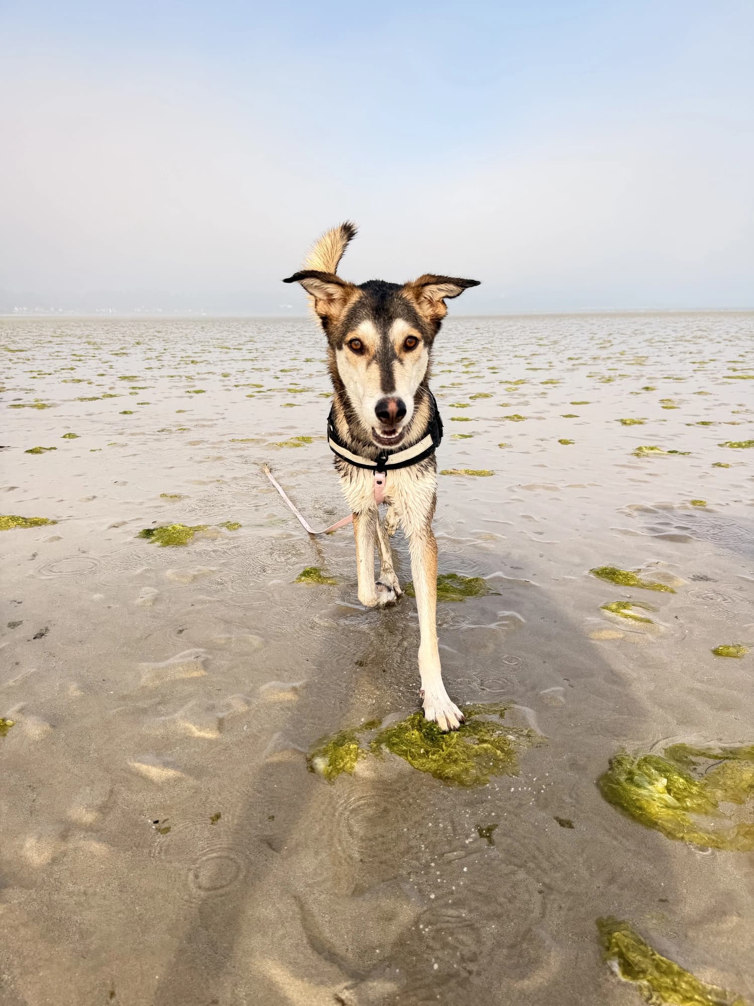 Un chien fauve et noir debout sur le sable mouillé