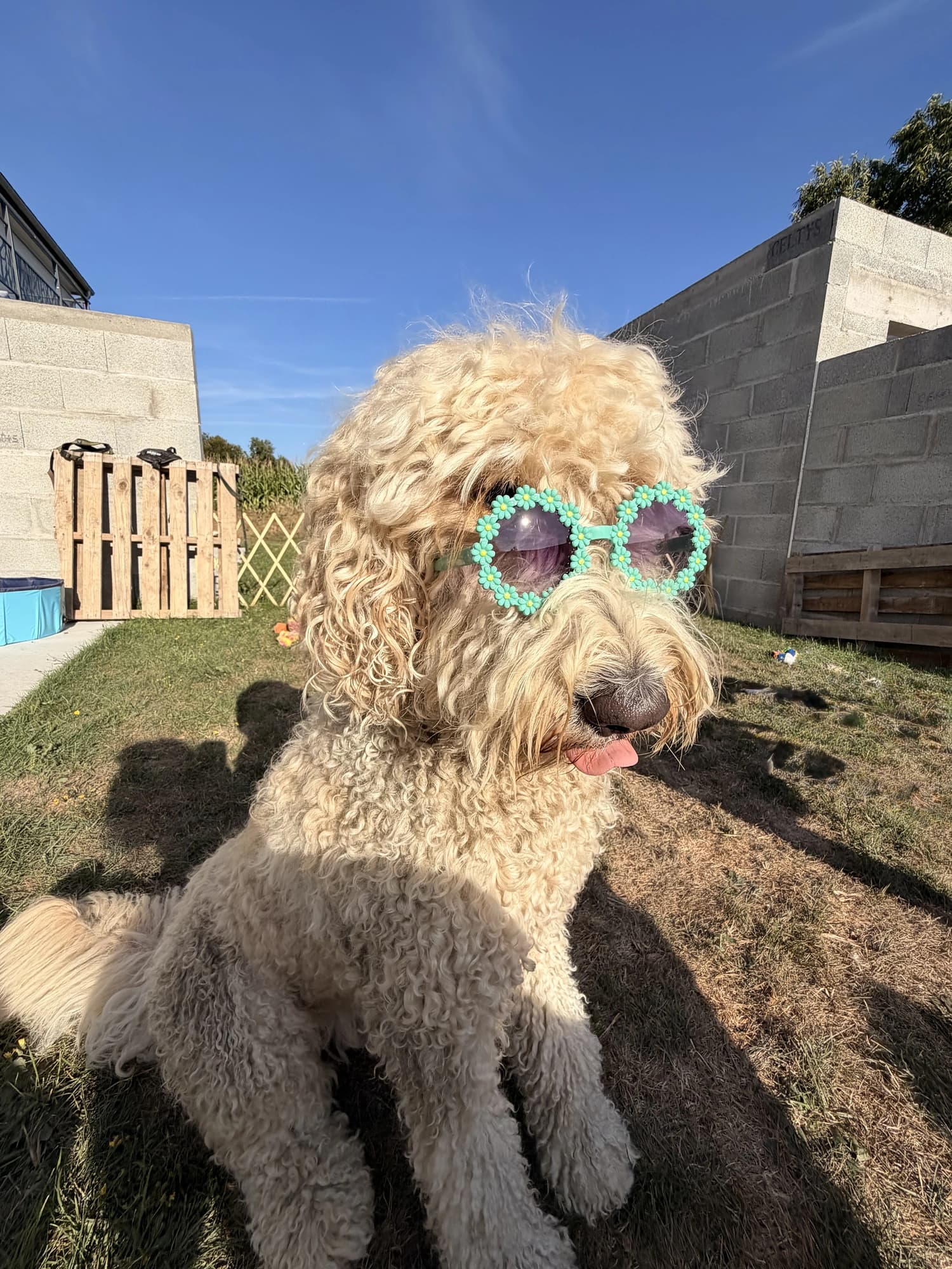 Un caniche abricot avec des lunettes turquoise