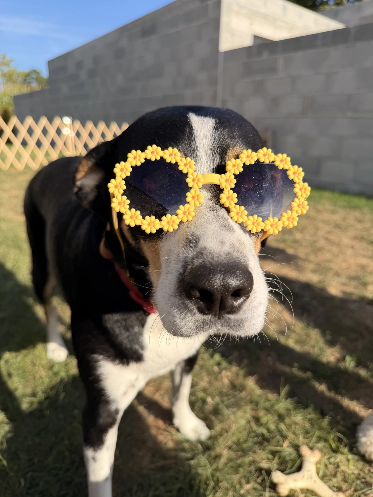 Un chien noir et blanc avec des lunettes en forme de fleurs jaunes