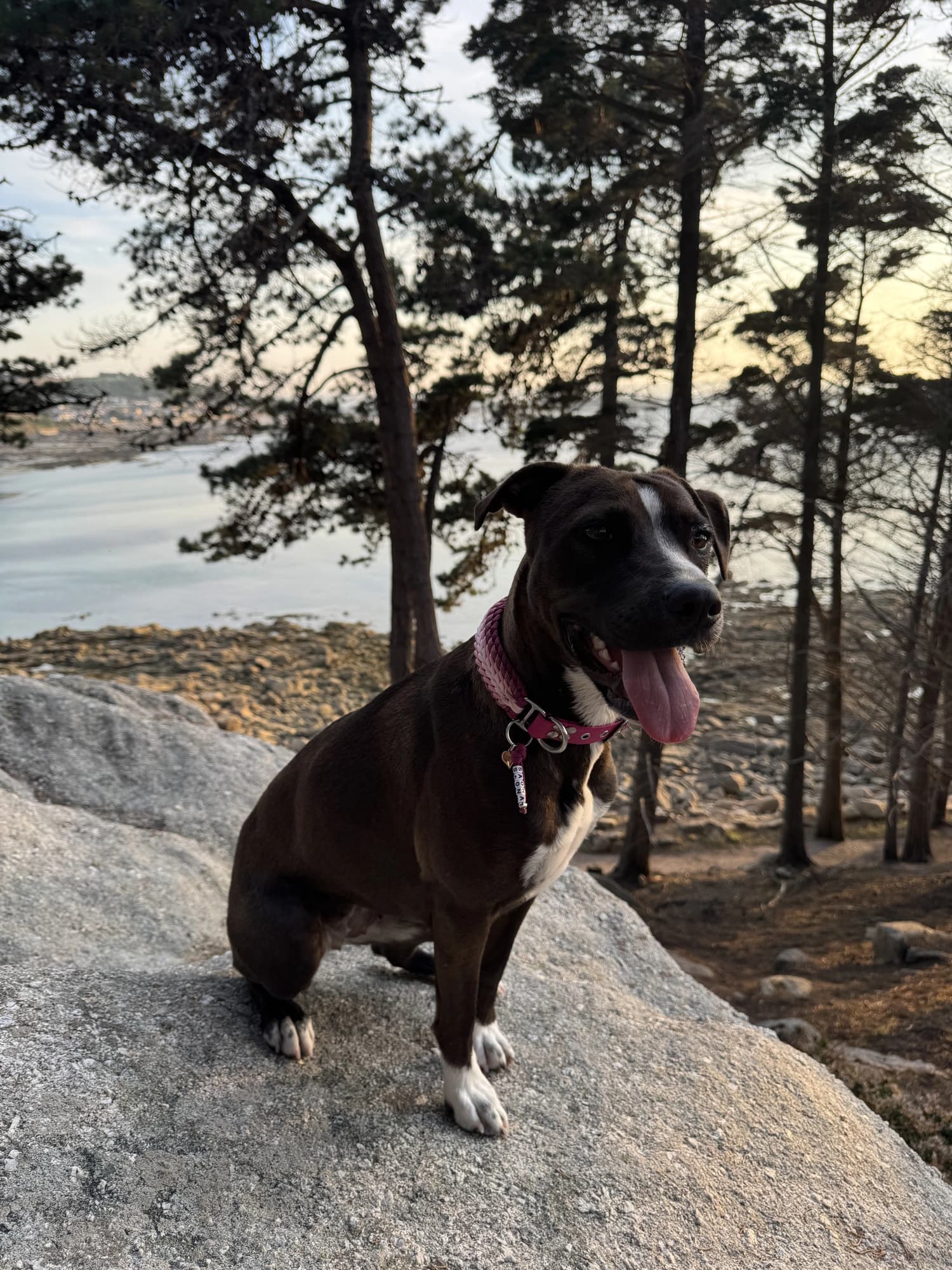 Un staffie noir assis sur un rocher face à l'eau