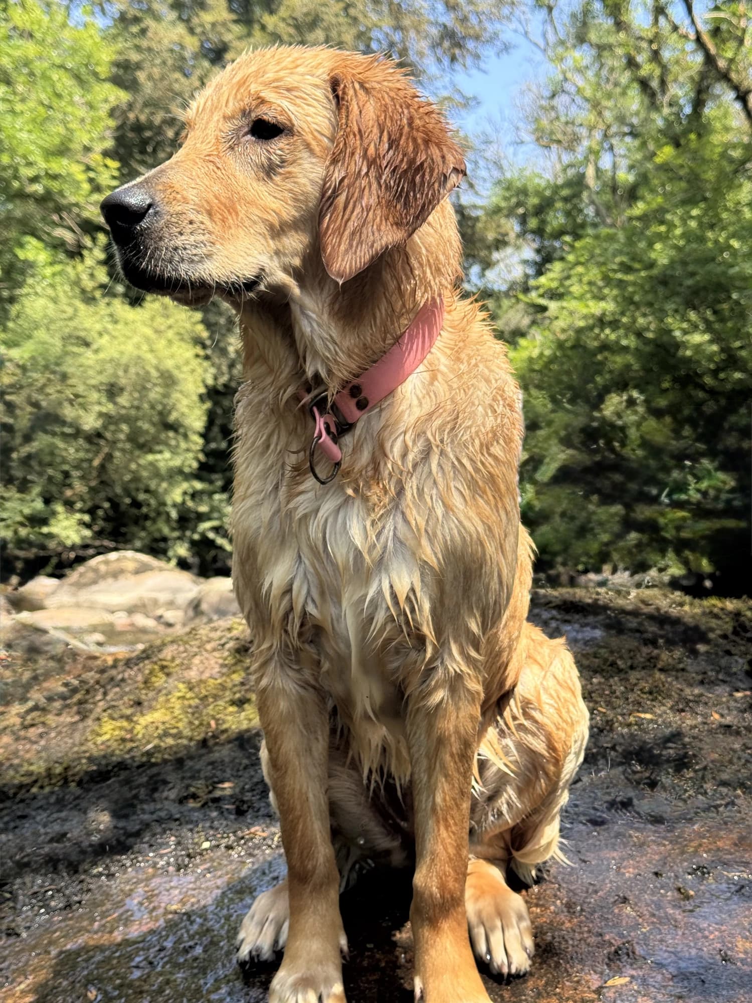 Un golden retriever mouillé, assis près de la rivière