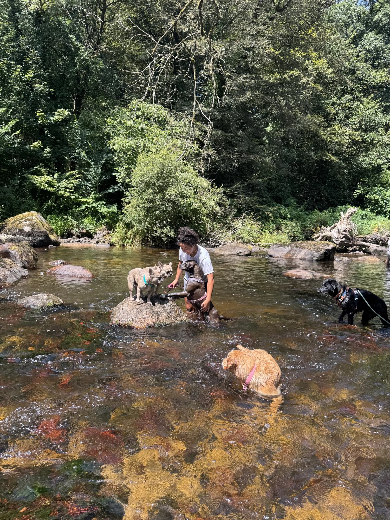 Une accompagnatrice assise dans la rivière, entourée de chiens