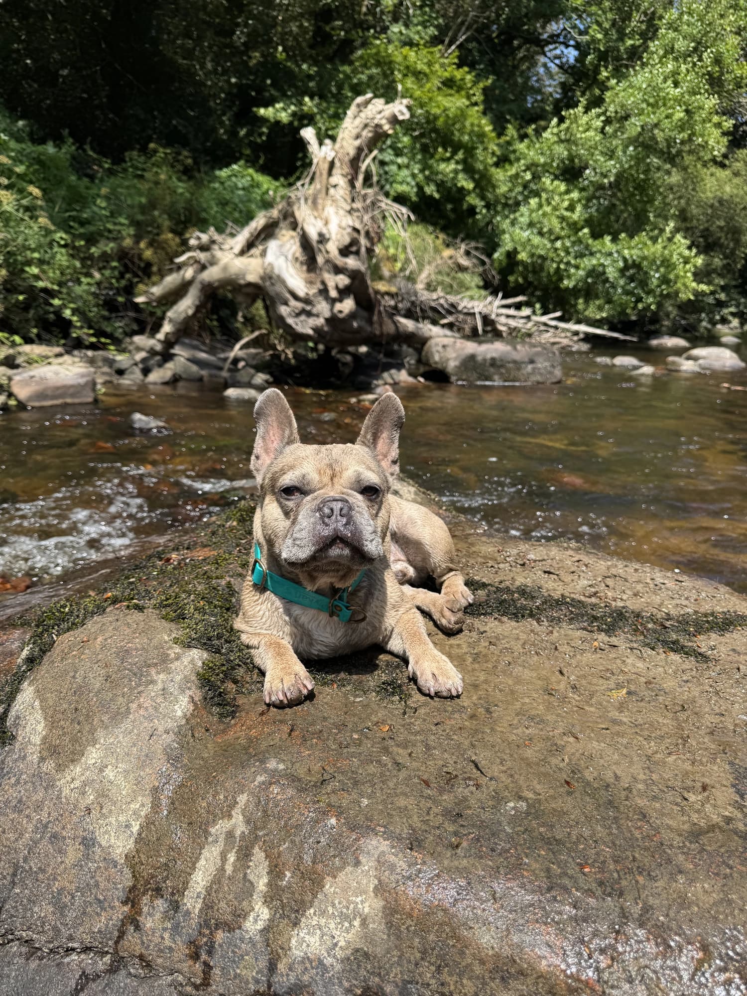 Un bouledogue français sur une pierre au milieu du ruisseau