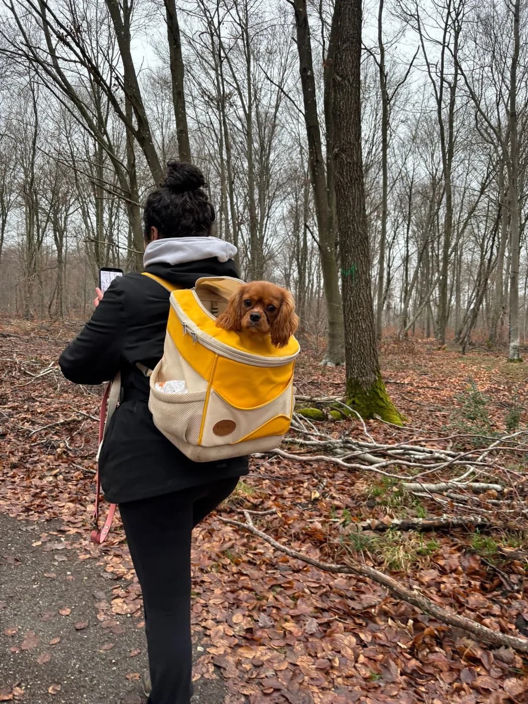 Petit chien porté en sac à dos en forêt