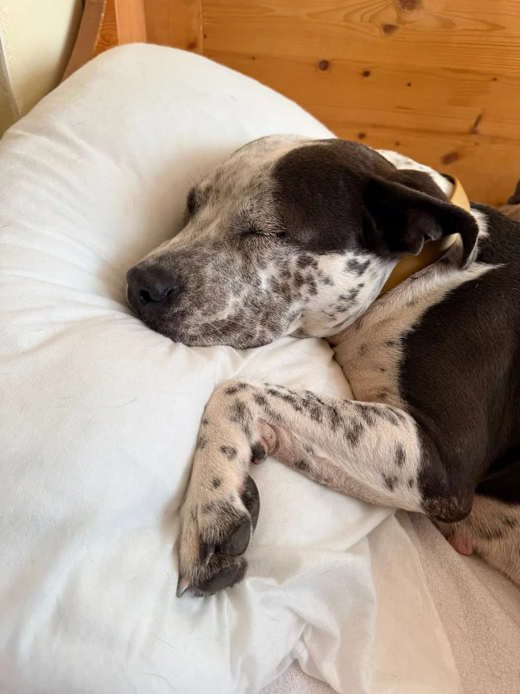 Chien endormi sur un coussin