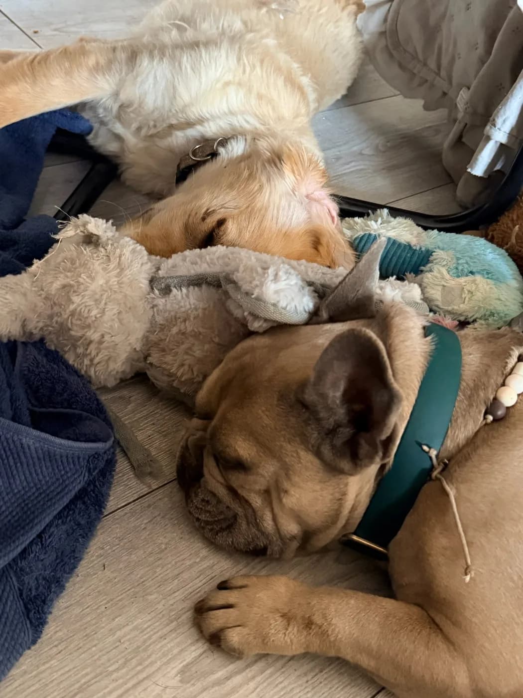 Deux chiens en sieste au calme